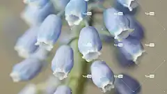 花 4K壁纸1920X1080 高清壁纸 花瓣 免费壁纸 花壁纸