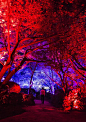 夏樱与夏枫之呼应森林 / Resonating Forest - Cherry Blossoms and Maple | teamLab : 御船山乐园里的樱树透过灯光投射发出灿烂的光芒。每棵树上的光会个别自我行动，像是在呼吸一样一下发出强烈光芒丶一下变得灰暗。每棵树上的光在遇到观赏者接近通过时，光芒的颜色会产生变化并且发出特别的音色。而且该树木的光芒会放射状的传播到附近的树木。被传播的树木灯光会发出同样的音色，并且接着再传播给相邻的树木上，不断连续进行下去。当光芒从森林的深处延展过来时，就表示另一方有人