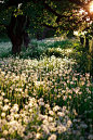 Dandelion Meadow, The Enchanted Wood
photo via victoria