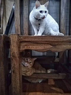 就是没时间采集到我的猫