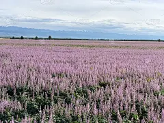 新疆省昭苏县的花地
