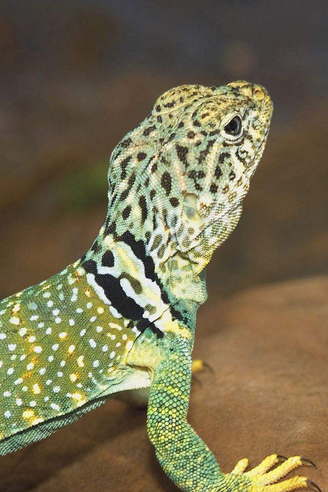 蜥蜴目美洲鬣蜥科项圈蜥属项圈蜥