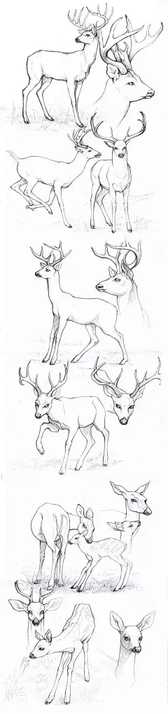黑白装饰画〔鹿〕