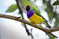 Lady Gouldian Finch by shammond3