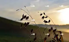 草 Mac壁纸 酷背景 自然 全高清壁纸 逆光 笔记本电脑壁纸