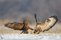 35photo - world photography