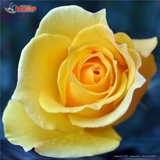 黄玫瑰图片素材
