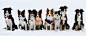 border_collies_only_by_vikarus-d4rspvx.jpg (1300×539)