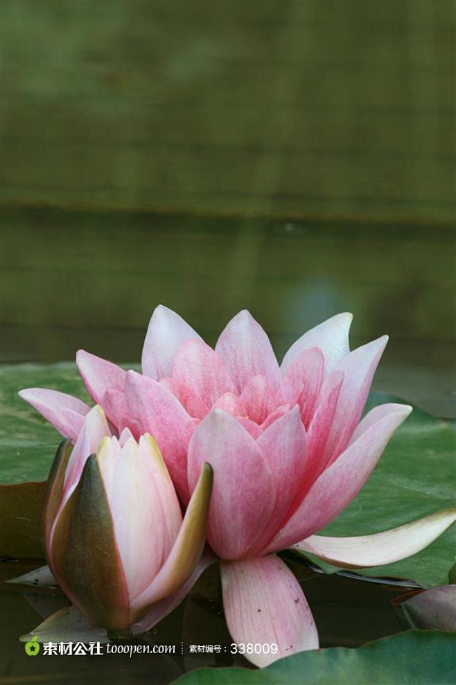 湖面上两朵荷花盛开的唯美高清图片