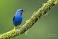 Photograph Yellow-legged Honeycreeper by J. Uriarte on 500px