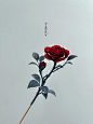 缠花玫瑰