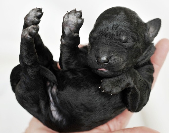 Adorable Newborn Pup...