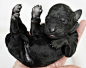 Adorable Newborn Puppies in Their First Three Weeks - My Modern Metropolis