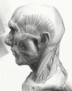 管老师基础课《从头骨体块到肌肉》_油画侠