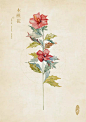 人五的相册-水彩本草-木槿花
