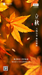 立秋金融保险节气祝福问候实景风手机海报
