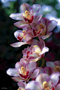orchids 兰花