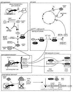p53基因及其在人脑肿瘤中的作用。 The p53 gene and its role in human brain tumors. 【论文医学插画欣赏】国内外文献全文可以为您免费传递！QQ 18147895 活动详情见 O网页链接 ★★★ 喜欢 医学插画 医学美图 医学插图 医学美术 医学可视化 医学插画师 医学动画 请关注我。★★★请前往高 ​​​​...展开全文c