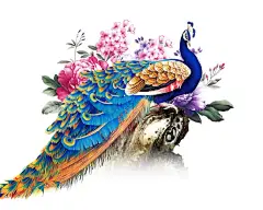 卡通彩屏孔雀png元素