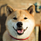 在Instagram上有只超人气的柴犬，它叫丸太郎，出生于2007年10月20日，是一位俊朗的男孩子。虽然想起来有些笨笨的样子，但却能秒杀千万人的心。现在，就和海报编编一同走进丸太郎的幸福生活吧！