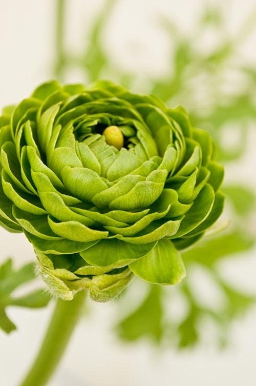 Green Renoncules  