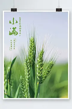 绿色清新小麦小满节气海报
