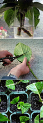 Grow Hydrangea From Cutting