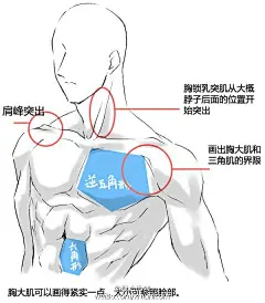 #优动漫好料推荐# 【画法教程】人体肌肉教程，知己知彼百战百胜，要画人体当然要了解骨骼啊肌肉等等的结构分布，此教程在讲解人体肌肉同时，教你如何绘制肌肉男！ ​​​​