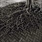 roots filling in the cracks on the sidewalk