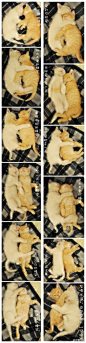猫咪倾情诠释夫妻睡姿形象版