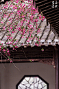 愛惜芳心莫輕吐，且教桃李鬧春風。 ​​​​