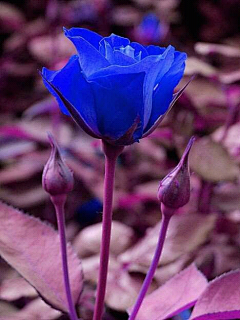 冰是睡着的水~采集到繁花似锦