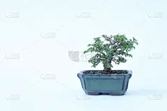 盆景,传统,贺卡,安静,清新,一个物体,花盆,环境保护,简单,小的