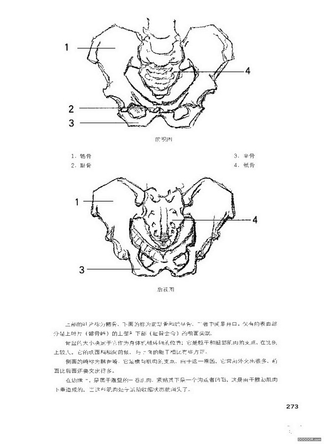 伯里曼人体结构绘画 (277).jpg