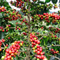 阿纳比卡矮生咖啡树 娜娜 进口种子5粒 甜香味的星状花 食用类-淘宝网