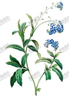 勿忘草 【酷图网】勿忘我,勿忘草,手绘,花朵,插图,插画,化妆品,家纺,布艺,图案,花纹,花型,元素,素材
