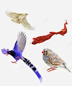 欧美风格工笔画鸟插画 创意素材