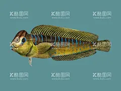 平头乌鱼  - 源文件下载【酷图网】平头乌鱼,乌鱼,矢量乌鱼,卡通乌鱼,手绘乌鱼,乌鱼插画,乌鱼插图,鱼,矢量鱼,卡通鱼,手绘鱼,鱼插画,鱼插图,绘画鱼,海洋生物,矢量海洋生物,卡通海洋生物,手绘海洋生物,海洋生物插画,海洋生物插图,