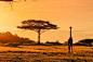 20 Africa Travel Tips to Help You Prepare for an Epic Trip : Traveling to Africa? Here are a few Africa travel tips to prepare for before you take on the continent! Africa travel is certainly not easy, but rewarding.