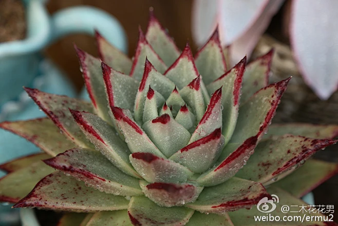 多肉植物-越冬指南