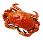 螃蟹PNG (1).png