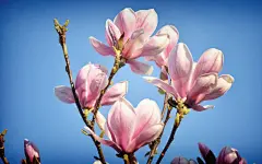 清雅高贵玉兰花开桌面高清壁纸桌面壁纸4