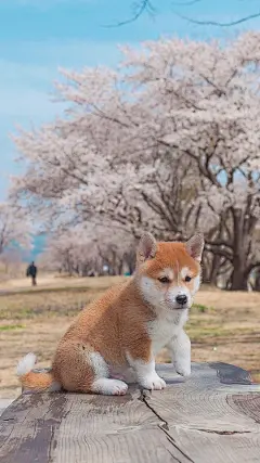原宿壁纸i的照片 - 微相册