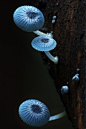 Mushrooms & Fungi