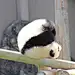 wuziqi