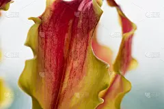 荣耀花的特写
