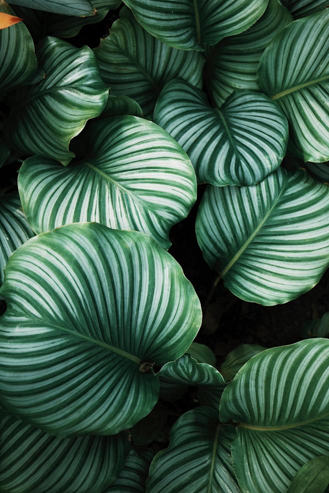 green and white leaf...