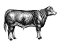animal Drawing  engraving Food  ILLUSTRATION  ink material product vintage