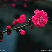 NTHH