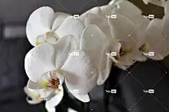 性质 花卉背景 花 花壁纸 美丽的花朵 兰花 白色的